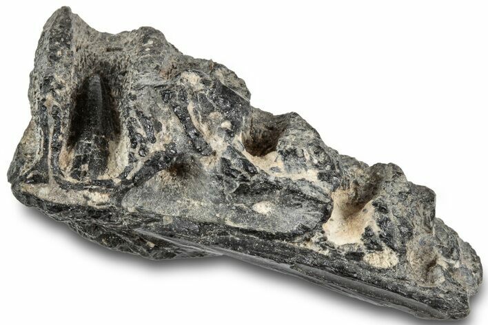 Rare, Cretaceous Crocodile (Goniopholis) Jaw Section - England #316991